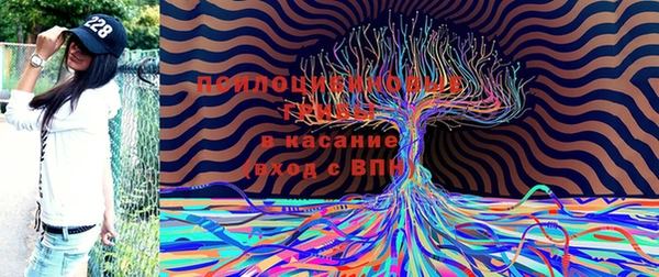 ПСИЛОЦИБИНОВЫЕ ГРИБЫ Абаза